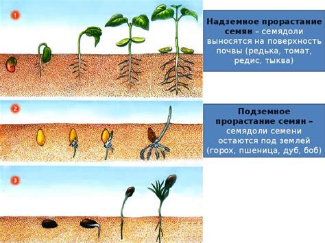 Особенности развития растений