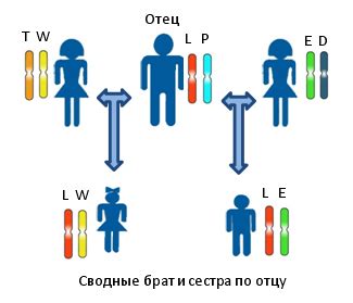 Особенности сводного родства