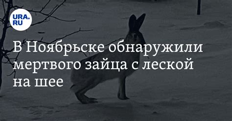 Особенности символики "мертвого" зайца в мужском сновидении