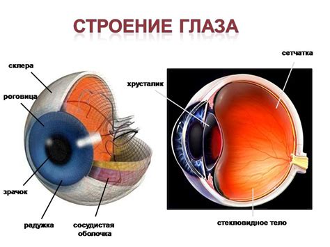 Особенности структуры глазного аппарата у сфинксов