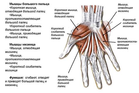 Особенности структуры пальцев руки