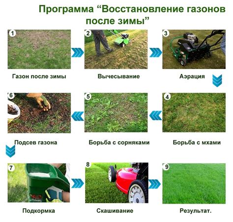 Особенности ухода за газоном после посева