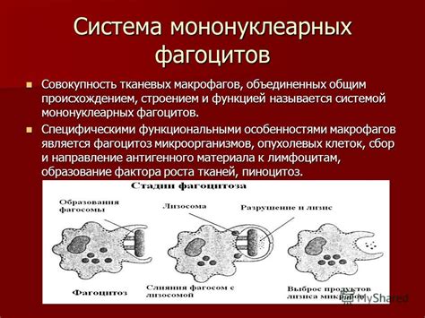 Особенности физиологии женщин