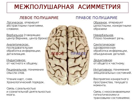 Особенности функционирования головного мозга