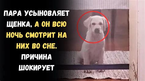 Отказаться от щенка во сне: самоотверженность или прозрение?