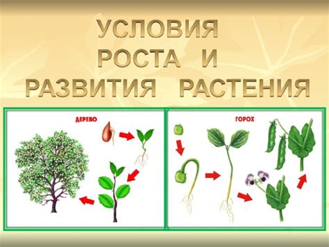 Открывающаяся перспектива для роста и развития