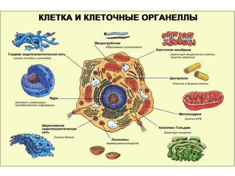 Открытие клеточной структуры