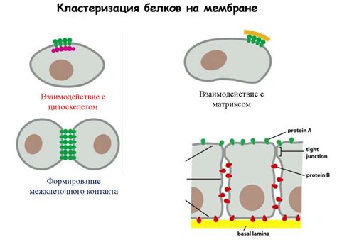 Открытие плазматической мембраны: история и открытие