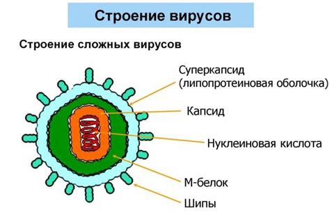 Отличия вирусов от обычных живых организмов