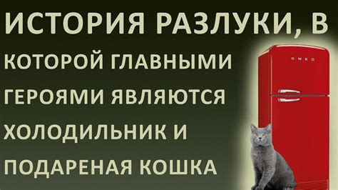 Отличия в истолковании снов, где являются главными героями кот и кошка