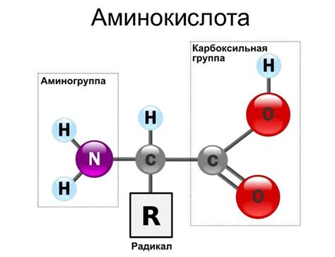 Отличия в соотношении аминокислот