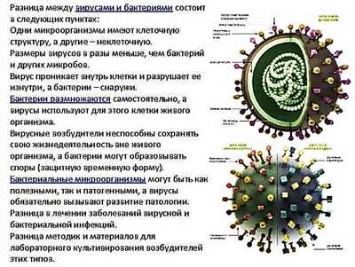 Отличия животных от бактерий и вирусов