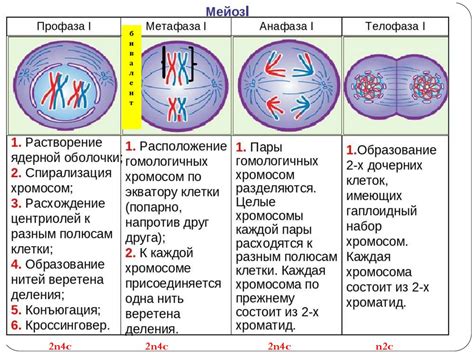 Отличия интерфазы и процессов митоза от интерфазы и процессов мейоза