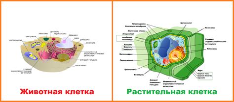 Отличия растительных клеток от клеток других организмов