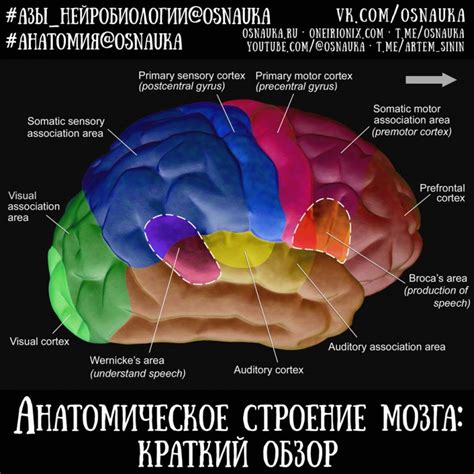 Отражение динамики жизни: краткий обзор сновидения о бритье машинкой