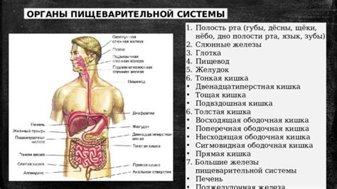 Отражение функционирования пищеварительной системы в мире сновидений