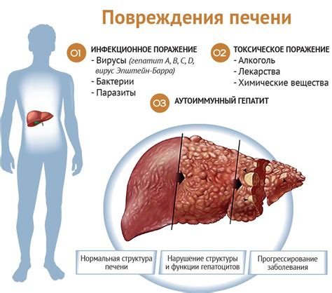 Отрицательное влияние на печень