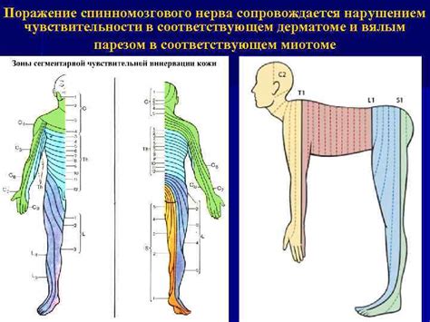 Отсутствие нервной системы