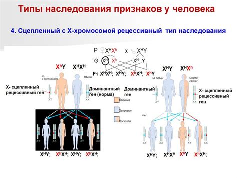 Отсутствие передачи модификационных изменений по наследству