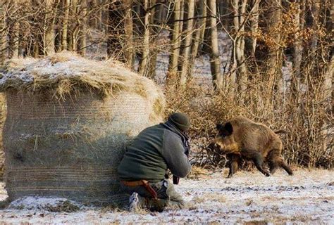 Охота на кабана в России