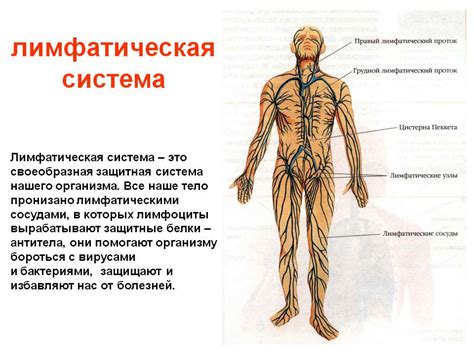 Очистка и фильтрация лимфы