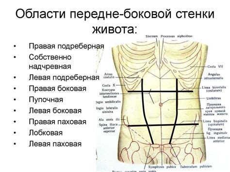 Ощущение щекотки в области живота при сновидении: воздействие на психику и сознание