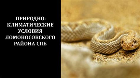 О чем могут свидетельствовать сны о змеях и почему их следует проанализировать?