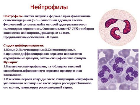 Палочкоядерные нейтрофилы в организме