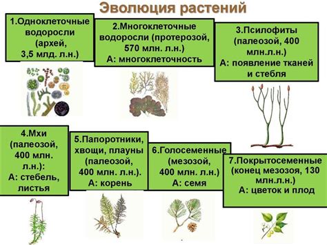 Папоротники: эволюция и важность в истории растительного мира