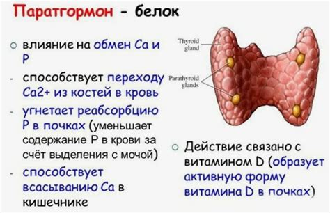 Паратгормон у женщин: обнаружение и значимость