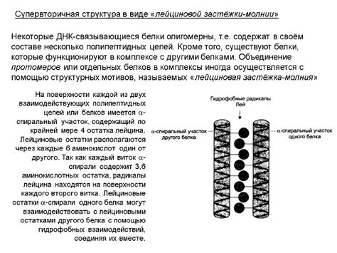 Пептидные цепи