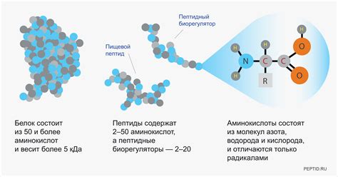 Пептиды и белки: отличия и примеры