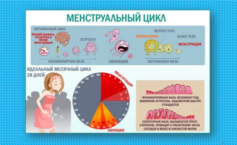 Первая менструация: возраст и физиологические причины