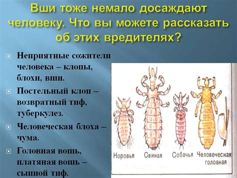 Первая помощь при наличии вшей у питомца, обогащенная йодом