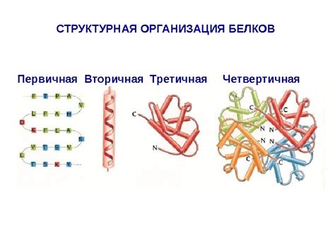 Первичная структура