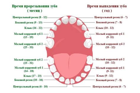 Первые появления организмов с зубами