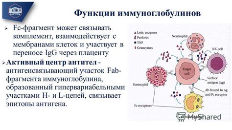 Передача антител и иммунитета через плаценту: борьба с инфекциями