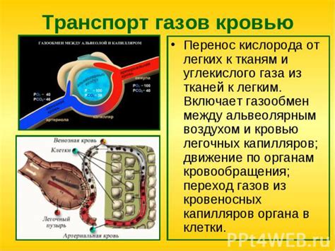 Передача кислорода и питательных веществ