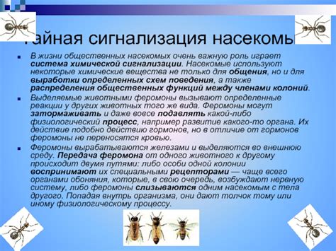 Передача насекомых от одного ребенка к другому - как это происходит?