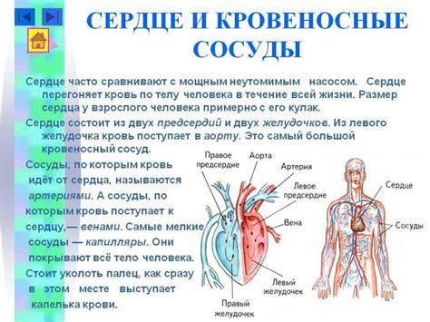 Переключение работы кровеносной системы