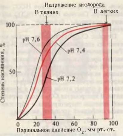 Перенасыщение кислородом и зевота