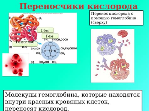 Перенос кислорода гемоглобином