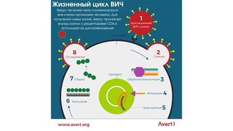 Период заражаемости человека после вируса