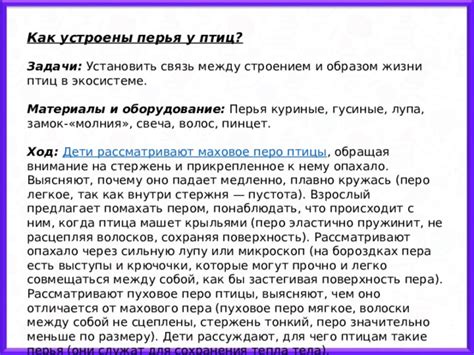 Перо птицы: почему оно падает на человека и что это значит?