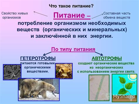 Питание животных: факторы предпочтения органических веществ