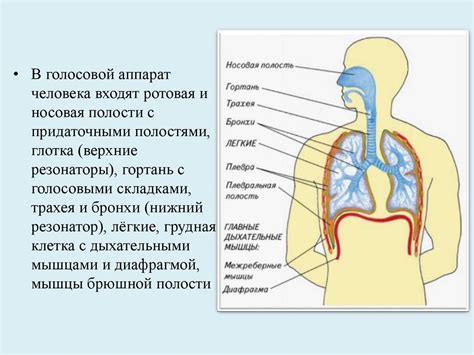 Питание и голос