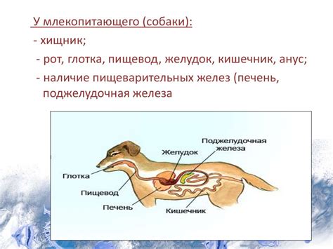 Питание и особенности пищеварения