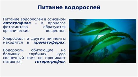 Питание и размножение водорослей