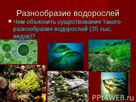 Питательные вещества и их роль в росте водорослей