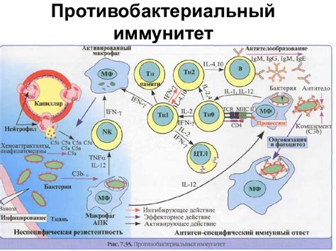 Питье молока при бактериальных инфекциях